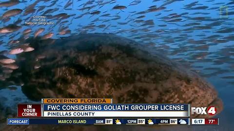 You could soon hunt goliath groupers in Florida
