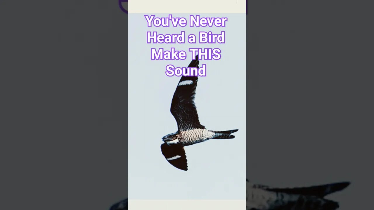 Amazing Sound That Only The Nighthawk Makes