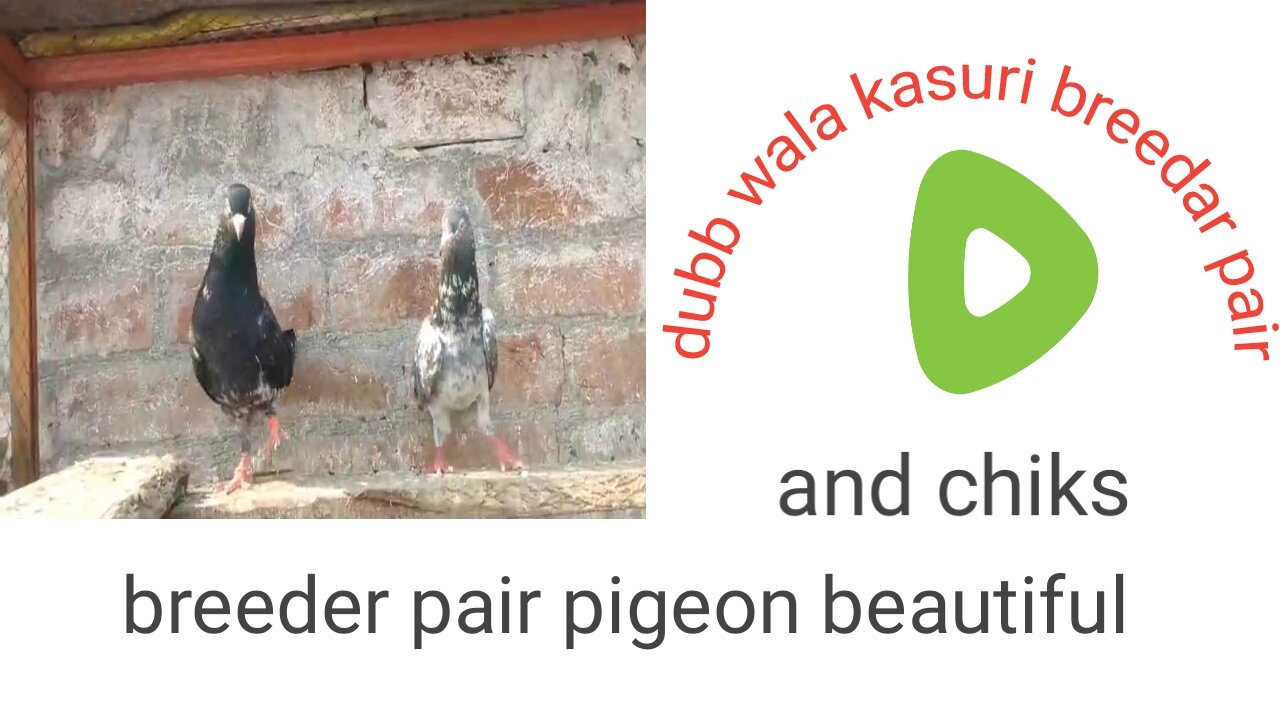 Dubb wala kasuri beautiful breeder pair