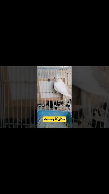 طائر كاليبسيت روعة ما شاء الله