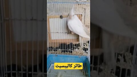 طائر كاليبسيت روعة ما شاء الله