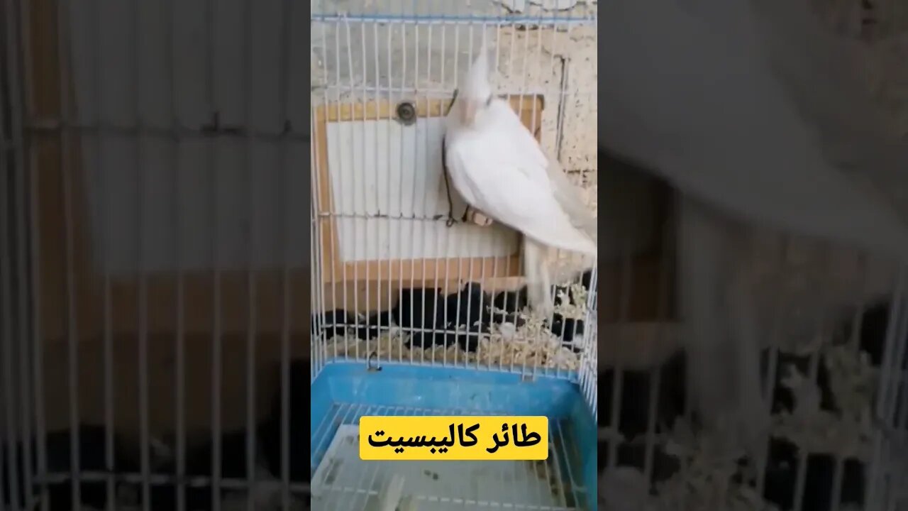 طائر كاليبسيت روعة ما شاء الله