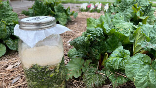 Making Fermented Plant Juice- Part 1