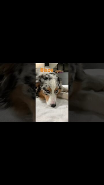 [Shorts 0143] BLAZE [#dogs #doggos #doggos #puppies #dogdaycare]