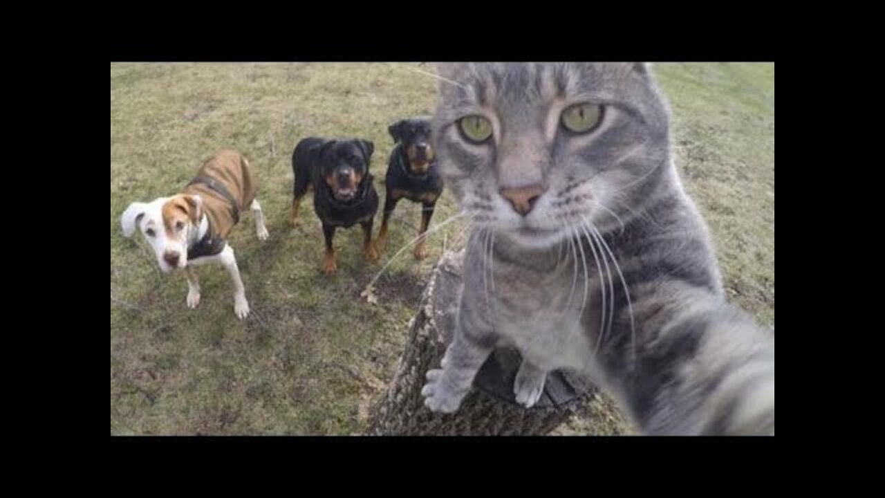 Try Not To Laugh - Watch Funny Cats & Dog Reactions please