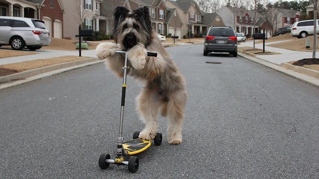 Pooch Rides The Scooter Like A Pro, Possibly Breaks World Record