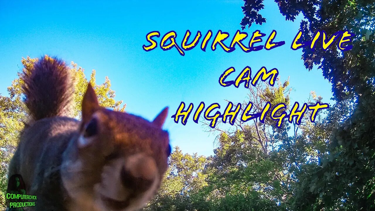 Squirrel Live Cam Highlight