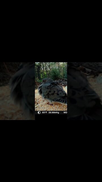 Little dove🕊️trying to stay 🌞warm #cute #funny #animal #nature #wildlife #trailcam #farm #homestead