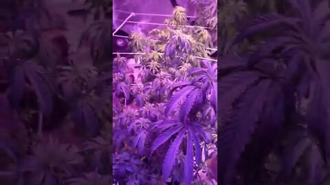 Medicinal Grow- Native Sun Genetics