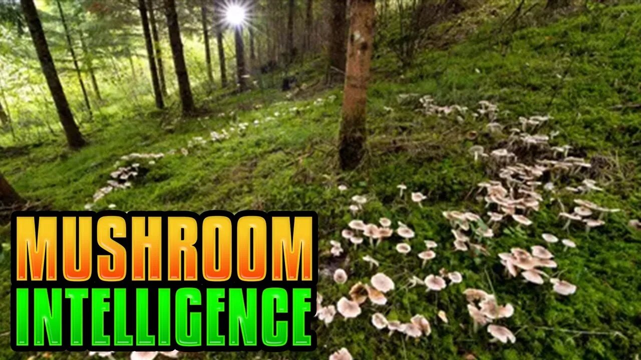 The Origin and Intelligence of Mushrooms