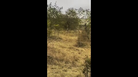 Hyenas save their brother from a Lions 🦁 mouth