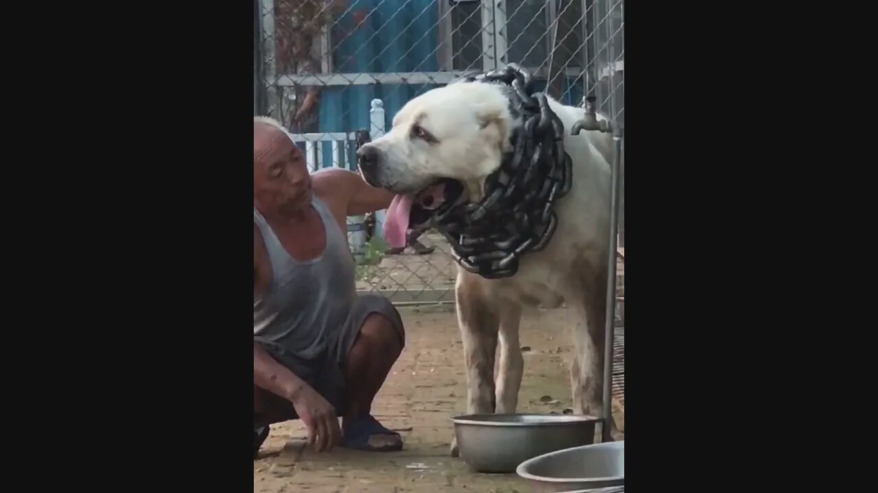 GREAT CENTRAL ASIAN SHEPHERDS.The biggest ferocious dog.Alabai.huge dog.Giant dog.powerful