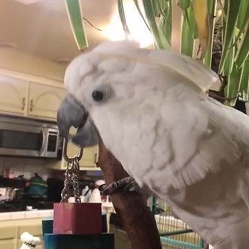 Festive cockatoo sings & dances to Christmas music