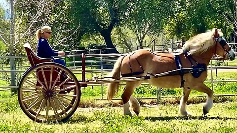 When Lulu Pulls Her Tulip Cart, It is a Ride Fit for a Queen!