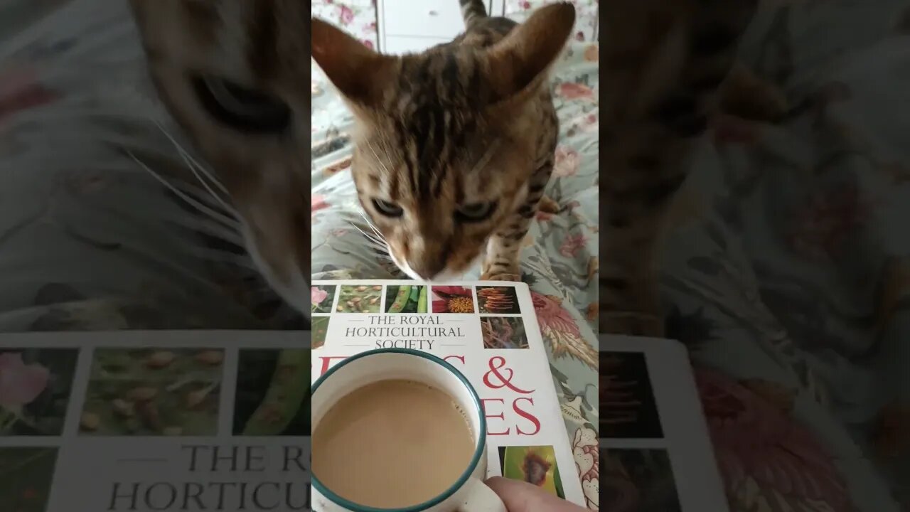 We're just trying to have a nice morning ðŸ˜