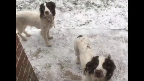 Dogs playing with the Snow/ Dogs enjoying in Snow