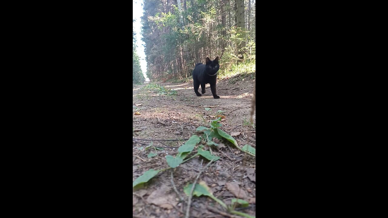 A black cat runs along a forest road in slow motion