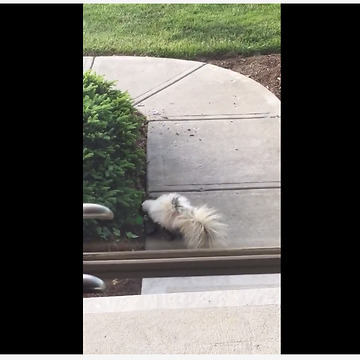 Skunk plays with toy egg like a kitty cat