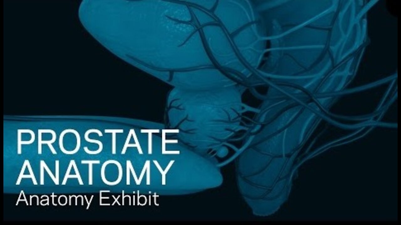 Prostate Anatomy - Anatomical Animation