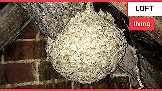 Wasp nest discovered in a loft fused to an old nest