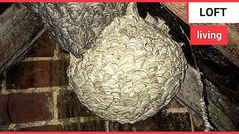 Wasp nest discovered in a loft fused to an old nest