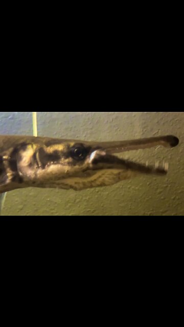 Let’s feed little salem 🐊