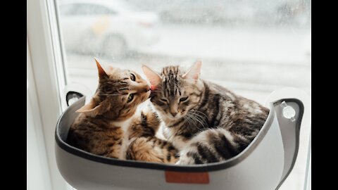 🐶 Funny And Cute 😸 Animals Vol. 2️⃣3️⃣