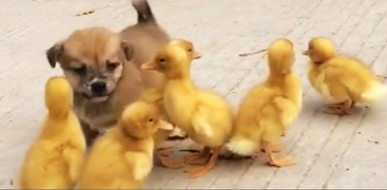 Dog is completely obsessed by his little duck friend|Duck dog couple