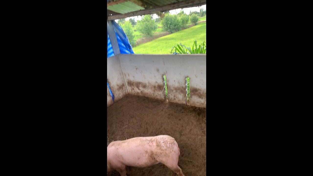 Love stocks #Pigs