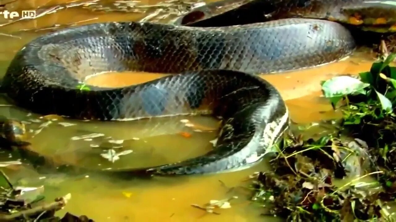 National Geographic Wild Anaconda Nat Geo animals Documentary HD @ABR Entertainment