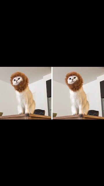 Cute Cat Thinks He Is a Lion For a Moment