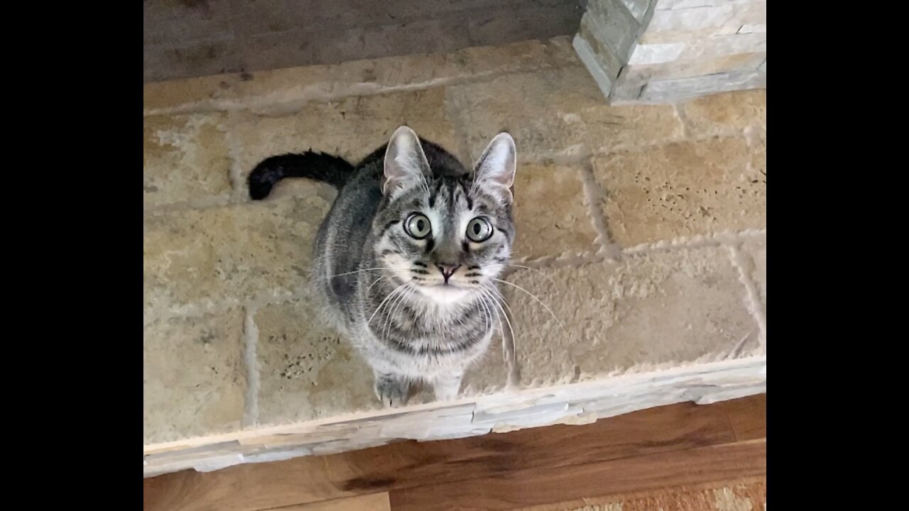 Cute cross eyed kitty cat