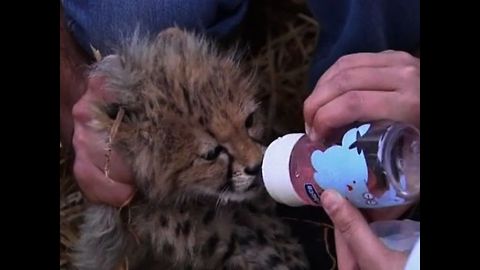 Cute Endangered Cubs Seized