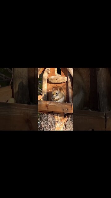 Custom Built House for Squirrels 🐿️