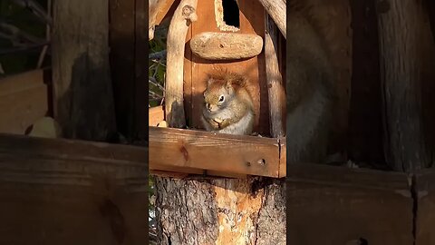 Custom Built House for Squirrels 🐿️