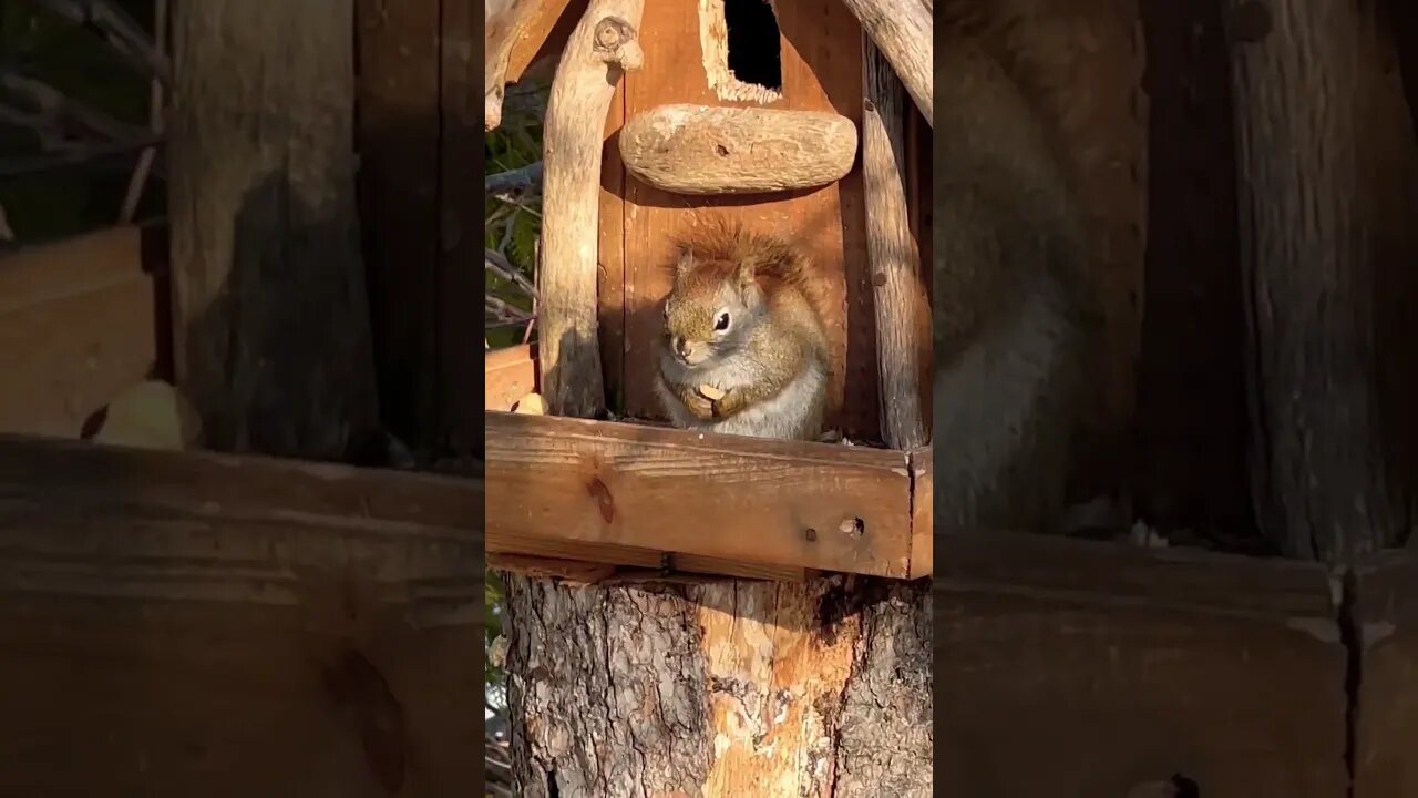 Custom Built House for Squirrels 🐿️