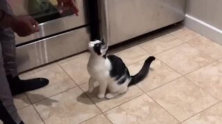 Kitty Performs Tricks Better Than Most Dogs