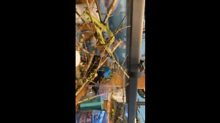 green snake yawn