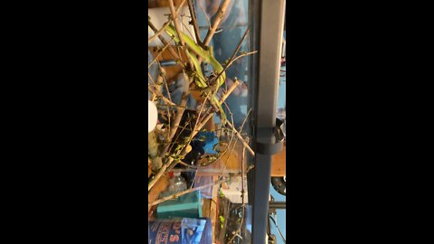 green snake yawn