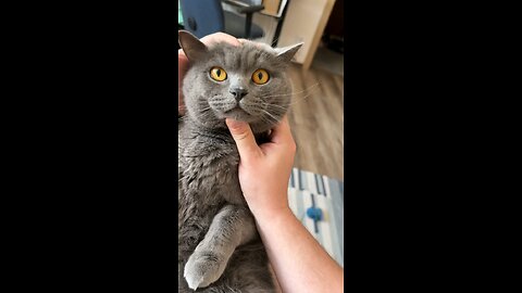 cat fun time reaction 🤣😁