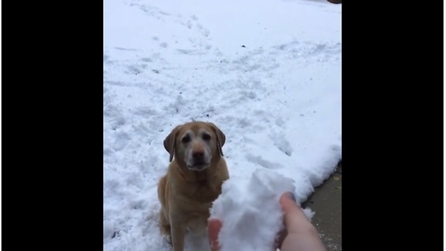 When This Dog Loses His Snowball In The Snow He Goes Completely Bonkers