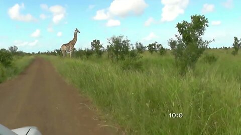 SOUTH AFRICA giraffes, Kruger national park (hd-video)-20