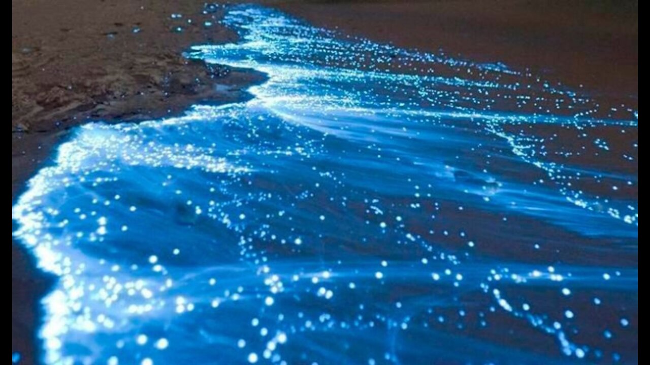 #BIOLUMINISCENCIA​ en #HOLBOX​