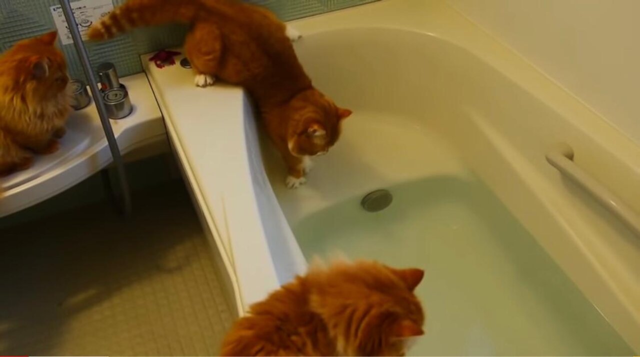 Cat Don't like water