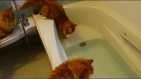 Cat Don't like water