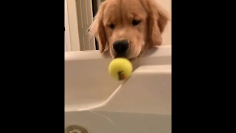 Golden Retriever Love _Dog Funny _ Dog Life