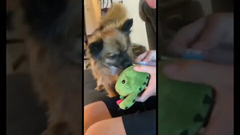 Happy Dog