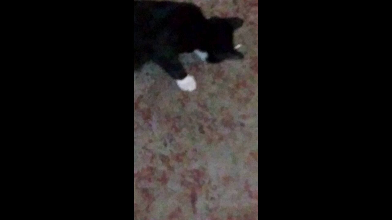 Cat plays with non toys