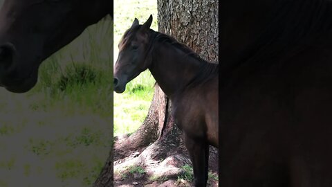 Pretty Arab Pony Completely Spooks when I Drive up Beside her. I'm in a new car with sunglasses!