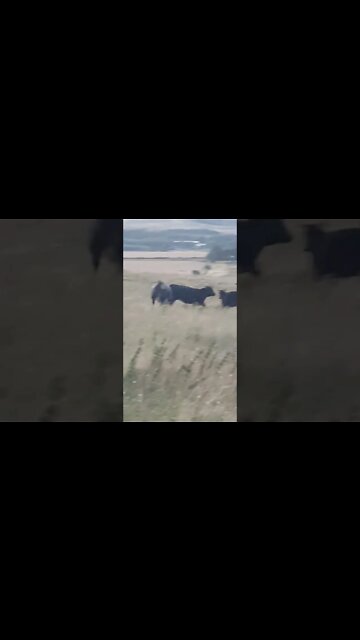 Fun on the hill No Bull S💩t Sherlock 🐮🙈🙉🐕